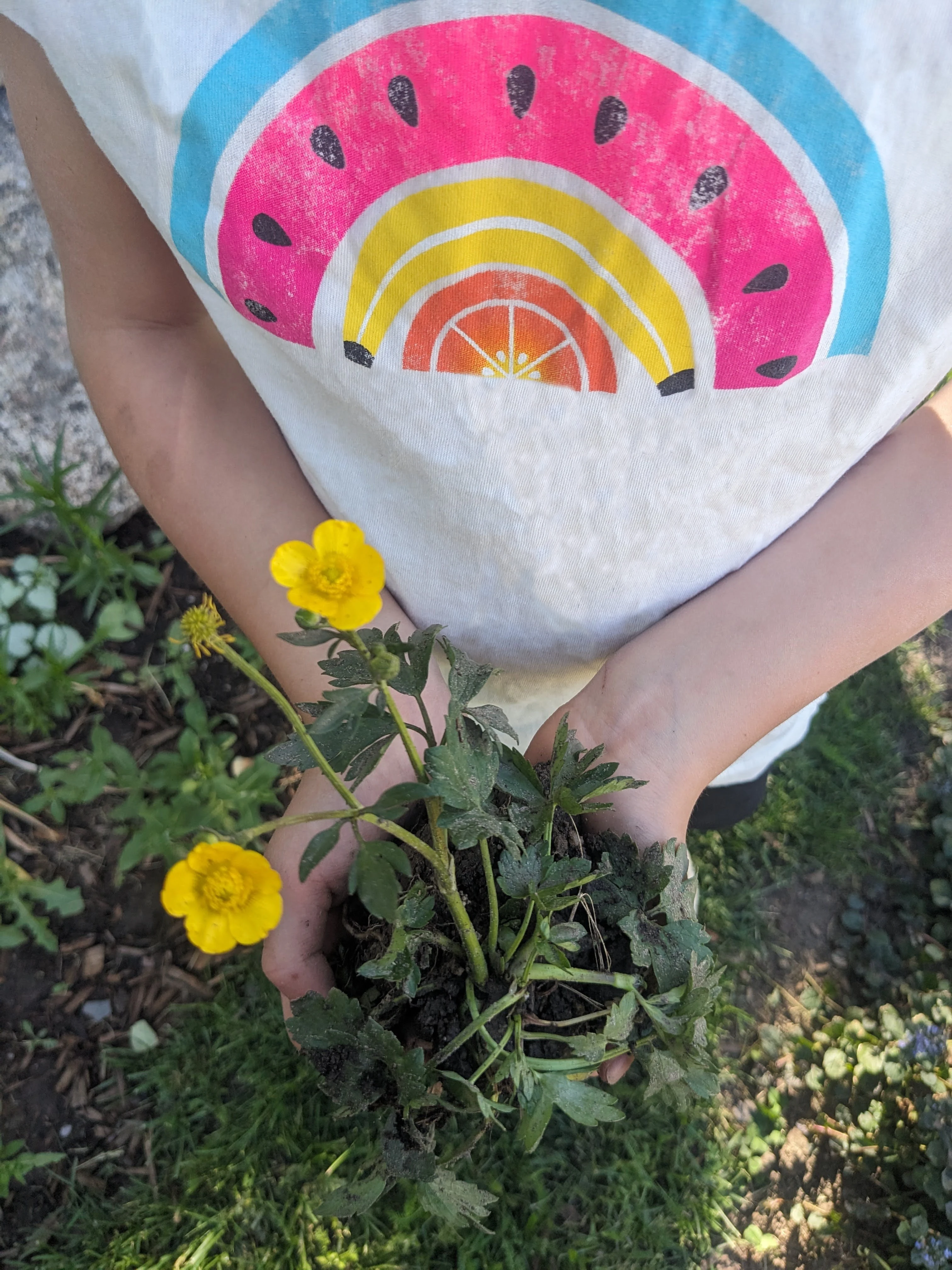 Hands holding yellow flowers in a garden