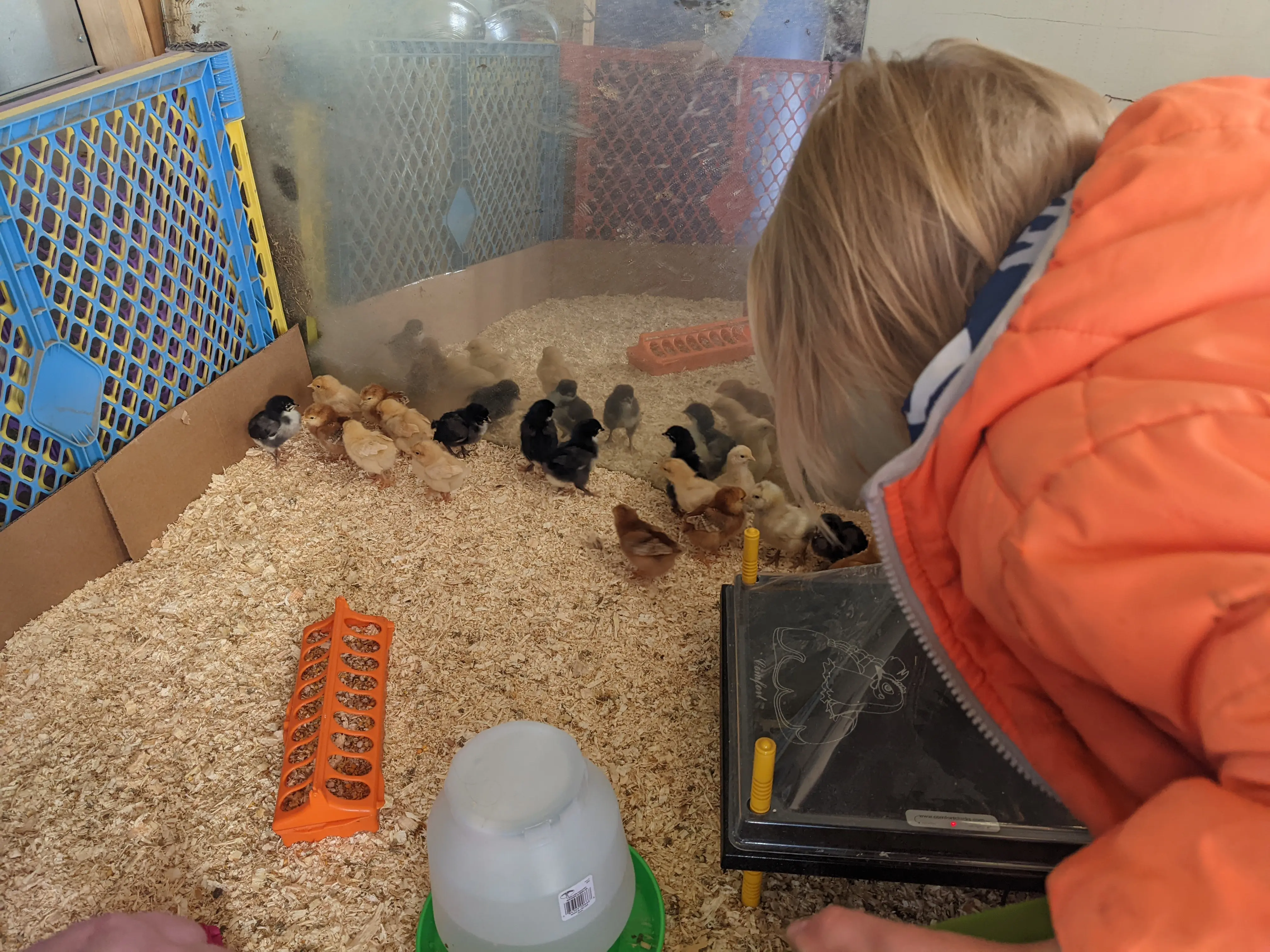 Emmy with baby chicks
