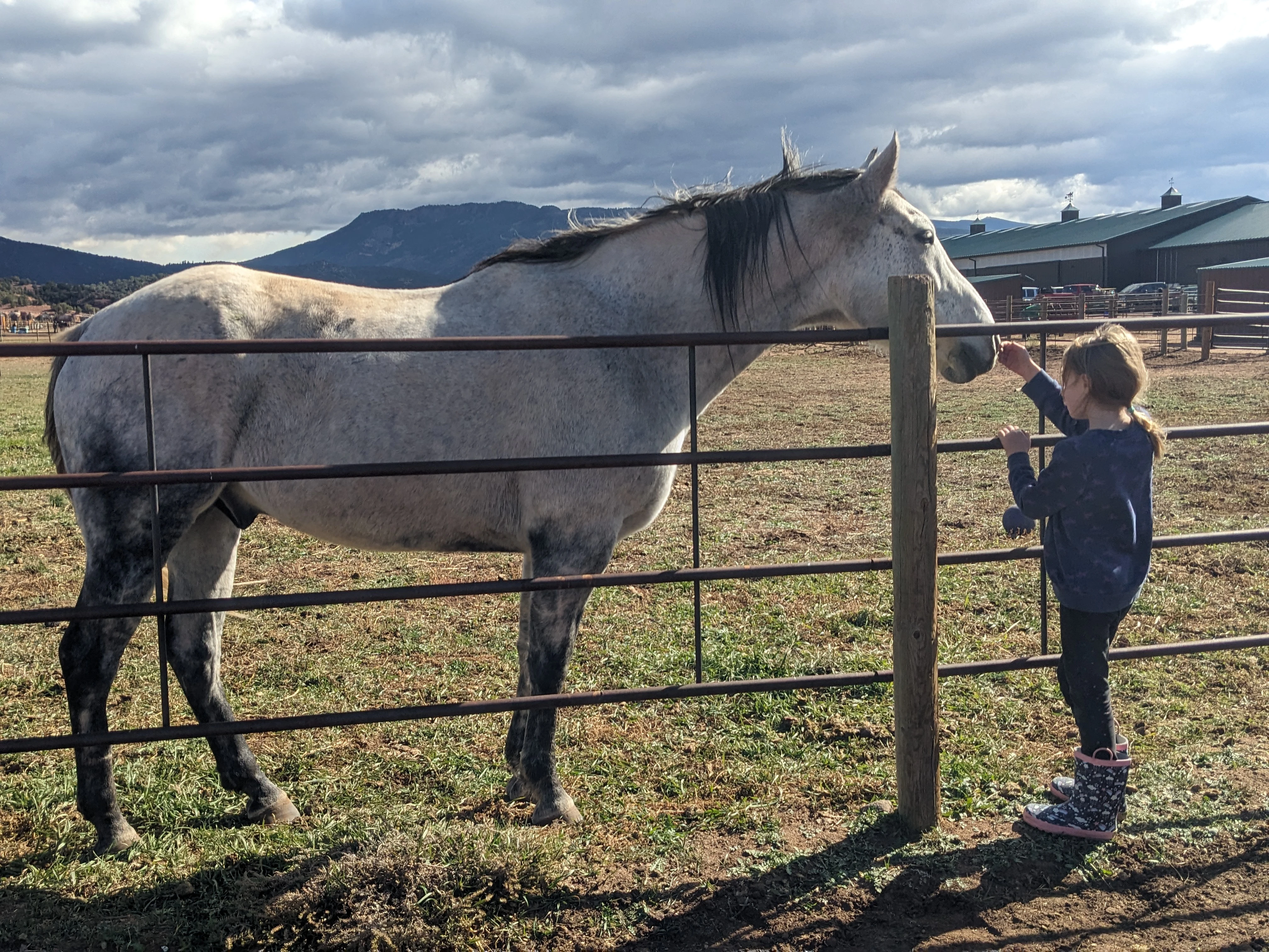 Emmy with a horse