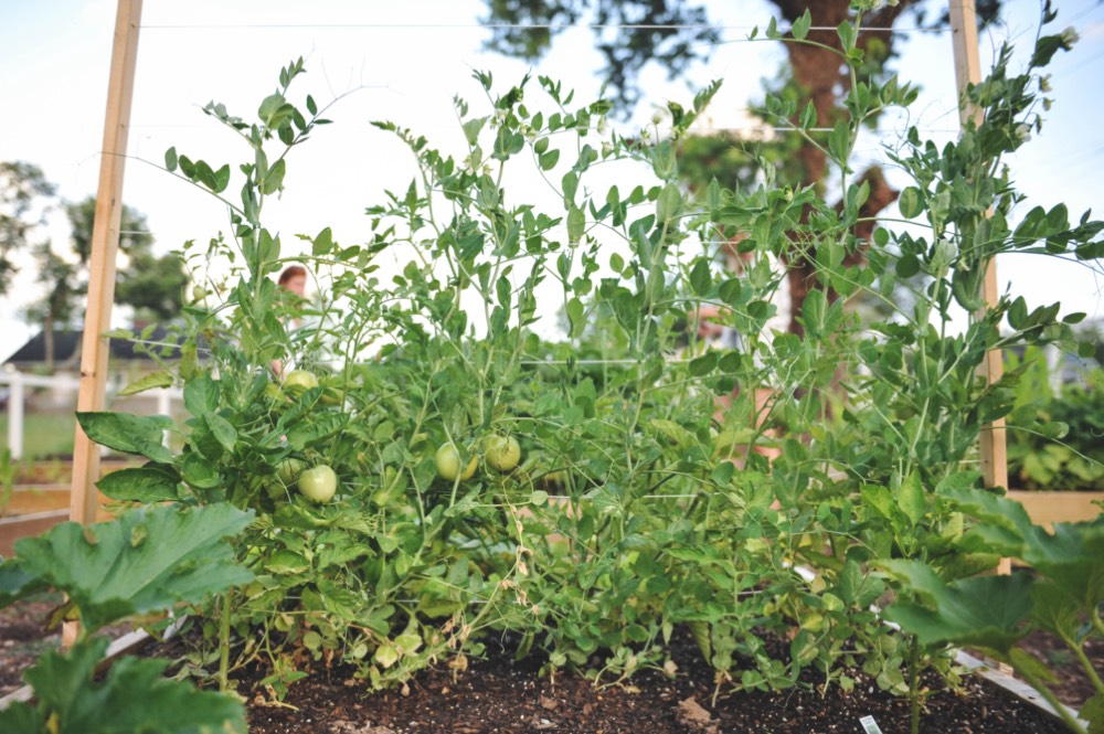 A lush raised-bed vegetable garden with climbing peas, tomatoes, and greens